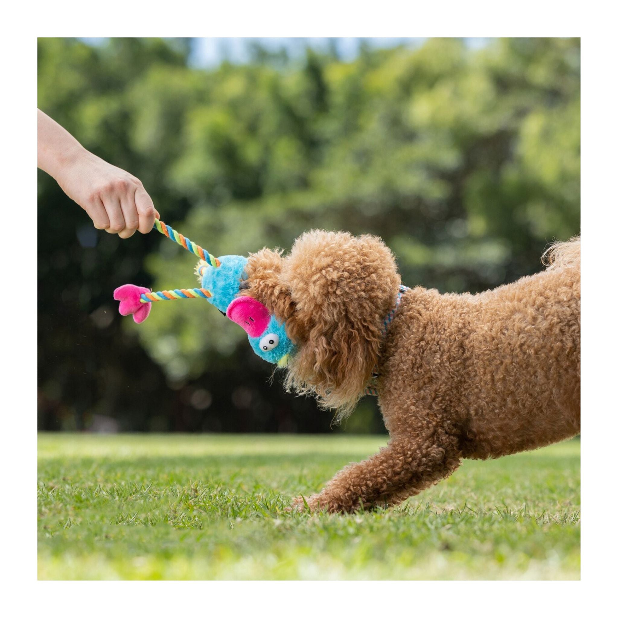 Dog playing with a colorful toy on a grassy field