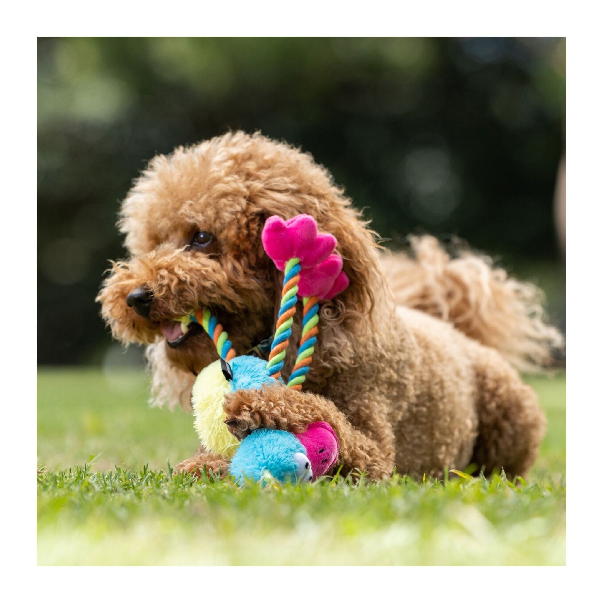 Brown dog playing with colorful toys on grass