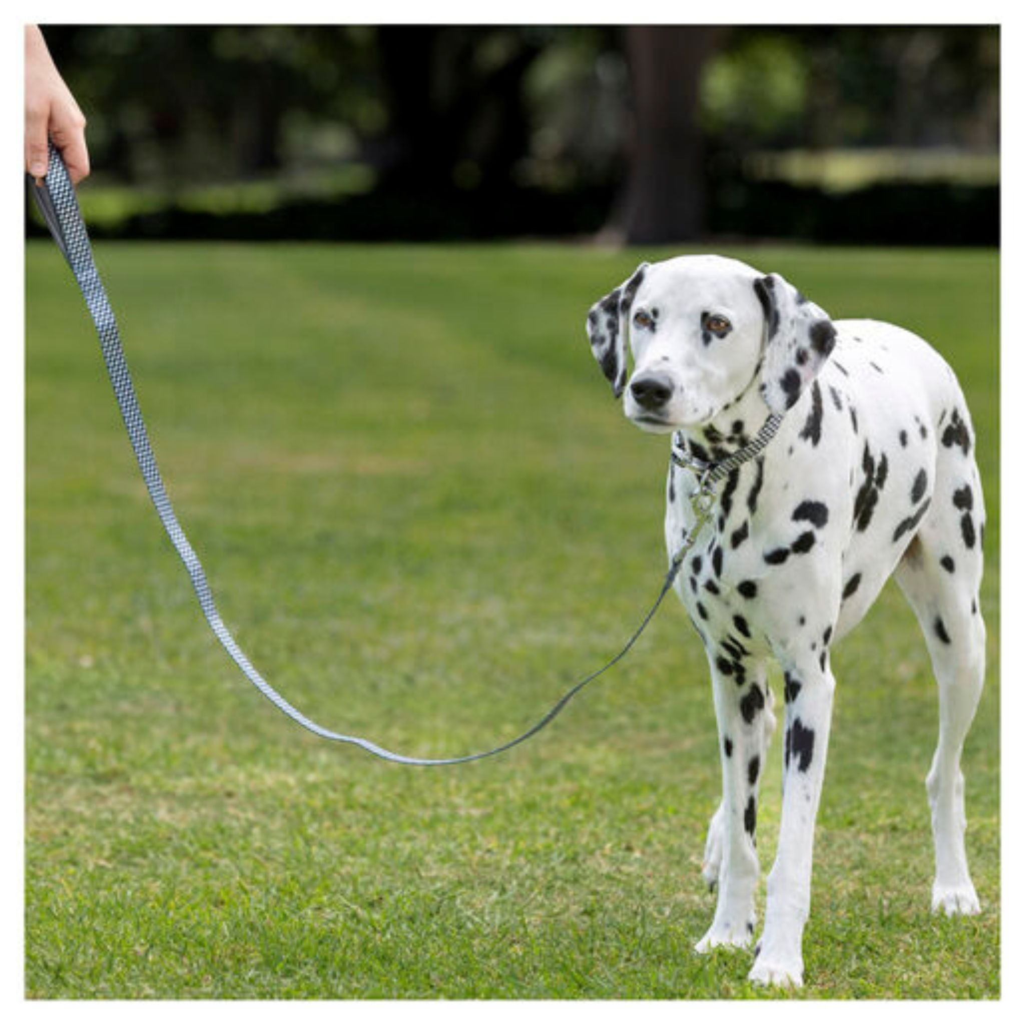 PURINA TOTAL CARE Fashion Dog Lead 120cm displayed in full length with pattern design