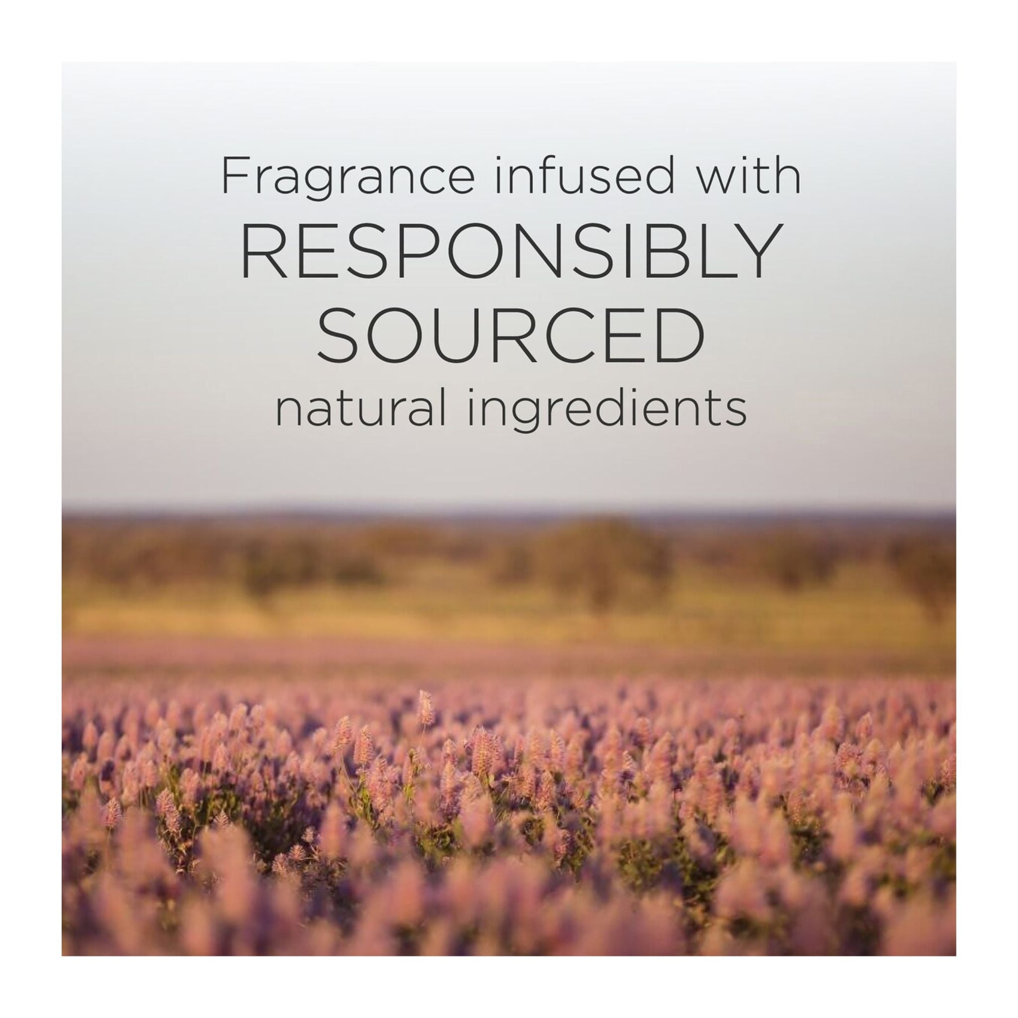 Lavender field with text 'Fragrance infused with responsibly sourced natural ingredients' on a light gray background
